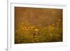 Prairie Wildflowers-Steve Gadomski-Framed Photographic Print