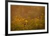 Prairie Wildflowers-Steve Gadomski-Framed Photographic Print