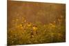 Prairie Wildflowers-Steve Gadomski-Mounted Photographic Print