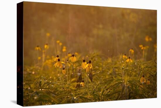 Prairie Wildflowers-Steve Gadomski-Stretched Canvas