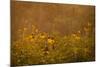 Prairie Wildflowers-Steve Gadomski-Mounted Photographic Print