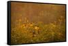 Prairie Wildflowers-Steve Gadomski-Framed Stretched Canvas