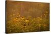 Prairie Wildflowers-Steve Gadomski-Stretched Canvas