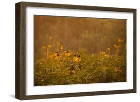 Prairie Wildflowers-Steve Gadomski-Framed Photographic Print