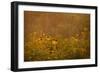 Prairie Wildflowers-Steve Gadomski-Framed Photographic Print