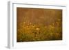 Prairie Wildflowers-Steve Gadomski-Framed Photographic Print