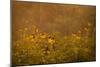 Prairie Wildflowers-Steve Gadomski-Mounted Photographic Print