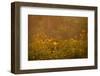 Prairie Wildflowers-Steve Gadomski-Framed Photographic Print