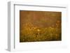 Prairie Wildflowers-Steve Gadomski-Framed Photographic Print