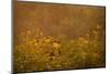 Prairie Wildflowers-Steve Gadomski-Mounted Photographic Print