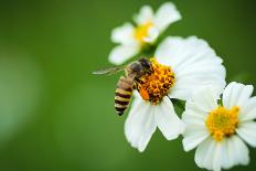 Flower Blossom And Bee-prajit48-Laminated Photographic Print