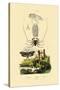 Pram Bug Amphipod, 1833-39-null-Stretched Canvas