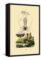 Pram Bug Amphipod, 1833-39-null-Framed Stretched Canvas