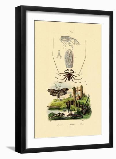 Pram Bug Amphipod, 1833-39-null-Framed Giclee Print