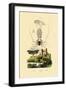 Pram Bug Amphipod, 1833-39-null-Framed Giclee Print