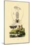 Pram Bug Amphipod, 1833-39-null-Mounted Giclee Print