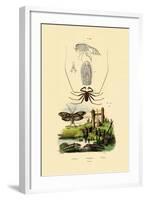 Pram Bug Amphipod, 1833-39-null-Framed Giclee Print