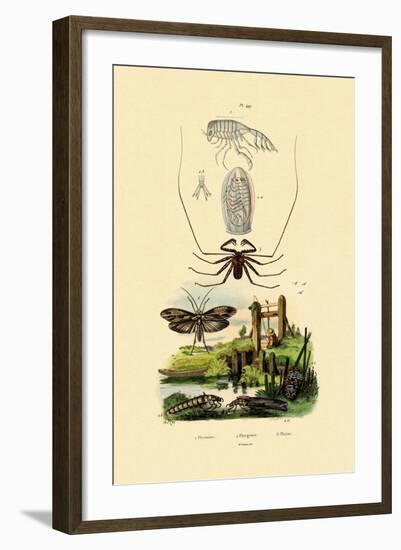 Pram Bug Amphipod, 1833-39-null-Framed Giclee Print