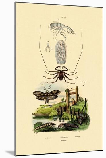 Pram Bug Amphipod, 1833-39-null-Mounted Giclee Print