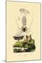 Pram Bug Amphipod, 1833-39-null-Mounted Giclee Print