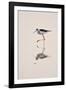 Prancing Steps-Staffan Widstrand-Framed Giclee Print