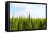 Prarie Wheat Field-Sask Explorer-Framed Stretched Canvas