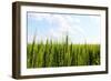 Prarie Wheat Field-Sask Explorer-Framed Photographic Print