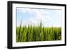 Prarie Wheat Field-Sask Explorer-Framed Photographic Print