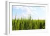 Prarie Wheat Field-Sask Explorer-Framed Photographic Print