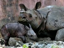 Hartali, a Rhinoceros at the Patna Zoo, is Seen with Her New Baby in Patna, India, January 24, 2007-Prashant Ravi-Premium Photographic Print