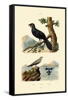 Pratincole, 1833-39-null-Framed Stretched Canvas