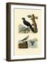 Pratincole, 1833-39-null-Framed Giclee Print