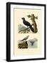 Pratincole, 1833-39-null-Framed Giclee Print