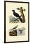 Pratincole, 1833-39-null-Framed Giclee Print