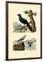 Pratincole, 1833-39-null-Framed Giclee Print