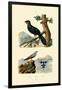 Pratincole, 1833-39-null-Framed Giclee Print