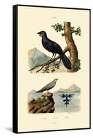 Pratincole, 1833-39-null-Framed Stretched Canvas