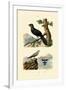 Pratincole, 1833-39-null-Framed Giclee Print