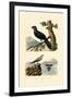 Pratincole, 1833-39-null-Framed Giclee Print