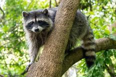 A Raccoon Carefully Looks on from a Sturdy Tree Branch-Pratish Halady-Photographic Print