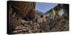 Prayer flags at the entrance of Chhungsi Cave, Mustang District, Gandaki Pradesh, Nepal-Panoramic Images-Stretched Canvas