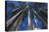 Prayer Flags, Dochula, Bhutan-Michael Runkel-Stretched Canvas