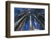 Prayer Flags, Dochula, Bhutan-Michael Runkel-Framed Photographic Print