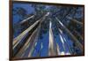 Prayer Flags, Dochula, Bhutan-Michael Runkel-Framed Photographic Print