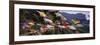 Prayer Flags in Front of a Monastery on a Mountain, Taktshang, Paro Valley, Bhutan-null-Framed Photographic Print