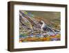 Prayer flags with juniper incense burner on Tibetan Plateau, Namtso (Lake Nam), Tibet, China-Keren Su-Framed Photographic Print