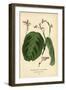 Prayer Plant, Maranta Leuconeura (Maranta Bicolor Var. Kerchoviana). Chromolithograph from an Illus-Désiré Georges Jean Marie Bois-Framed Giclee Print