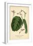 Prayer Plant, Maranta Leuconeura (Maranta Bicolor Var. Kerchoviana). Chromolithograph from an Illus-Désiré Georges Jean Marie Bois-Framed Giclee Print