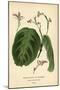Prayer Plant, Maranta Leuconeura (Maranta Bicolor Var. Kerchoviana). Chromolithograph from an Illus-Désiré Georges Jean Marie Bois-Mounted Giclee Print