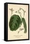 Prayer Plant, Maranta Leuconeura (Maranta Bicolor Var. Kerchoviana). Chromolithograph from an Illus-Désiré Georges Jean Marie Bois-Framed Stretched Canvas